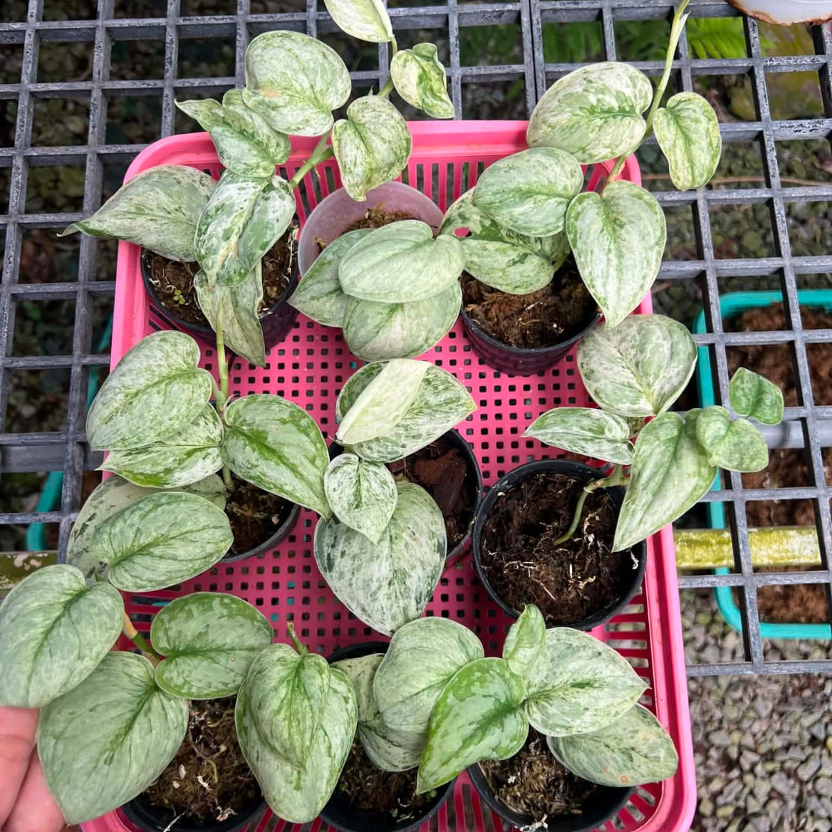 Scindapsus Peasun - Pre Order