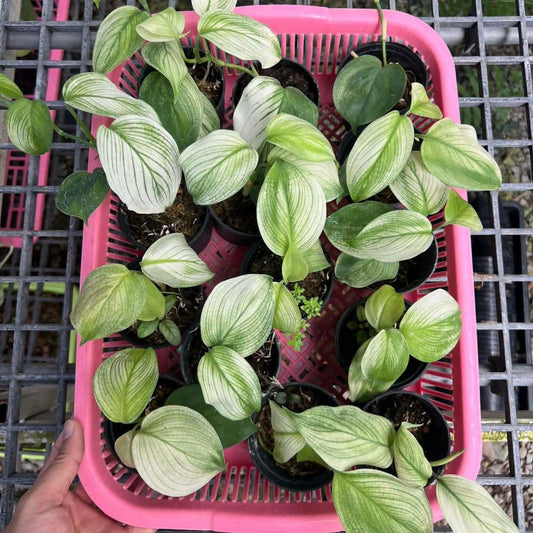 Scindapsus White Monster - Pre Order