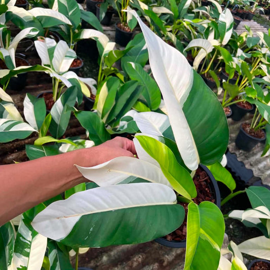 Epipremnum Giganteum Albo- Pre Order