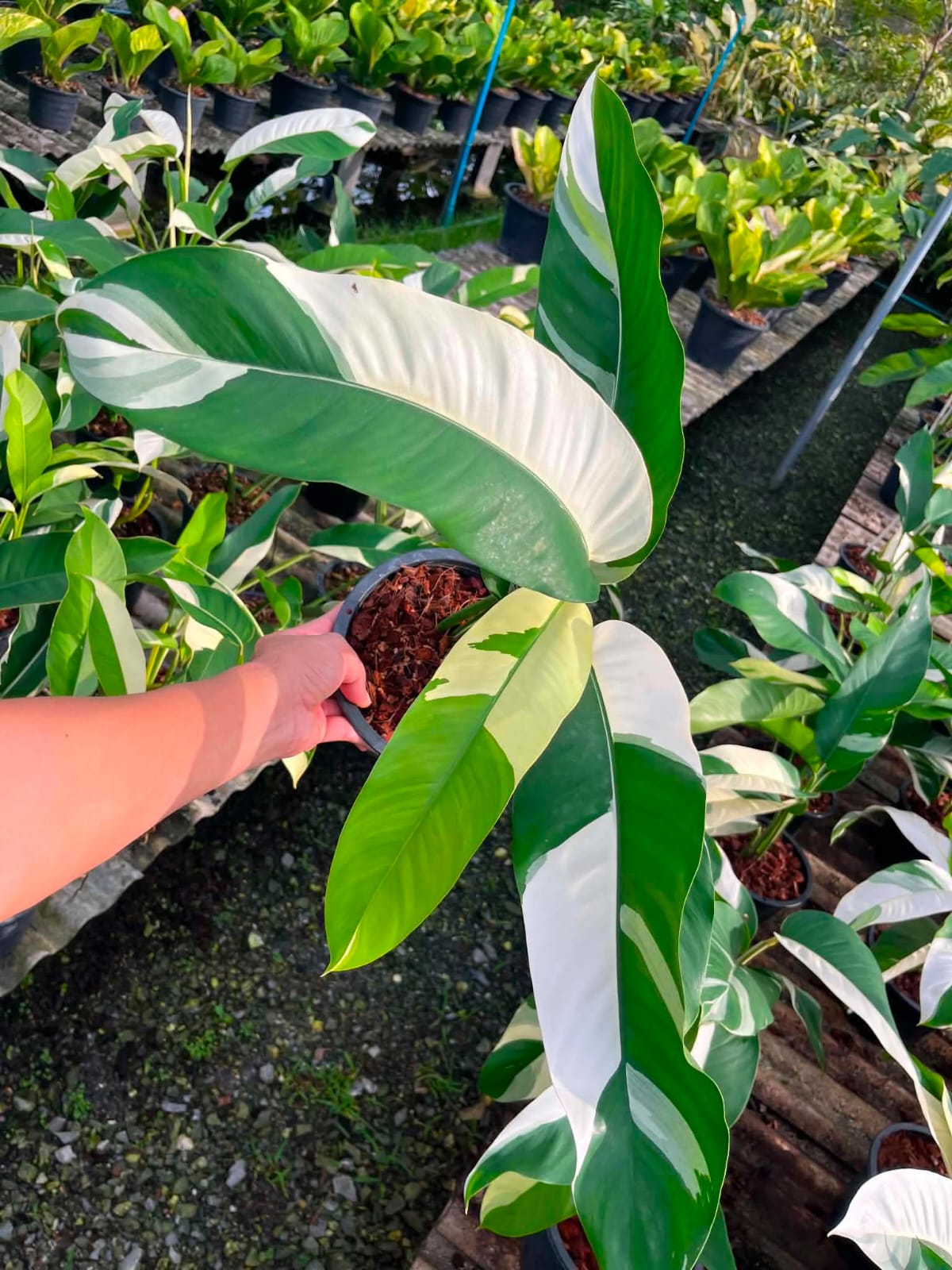 Epipremnum Giganteum Albo- Pre Order