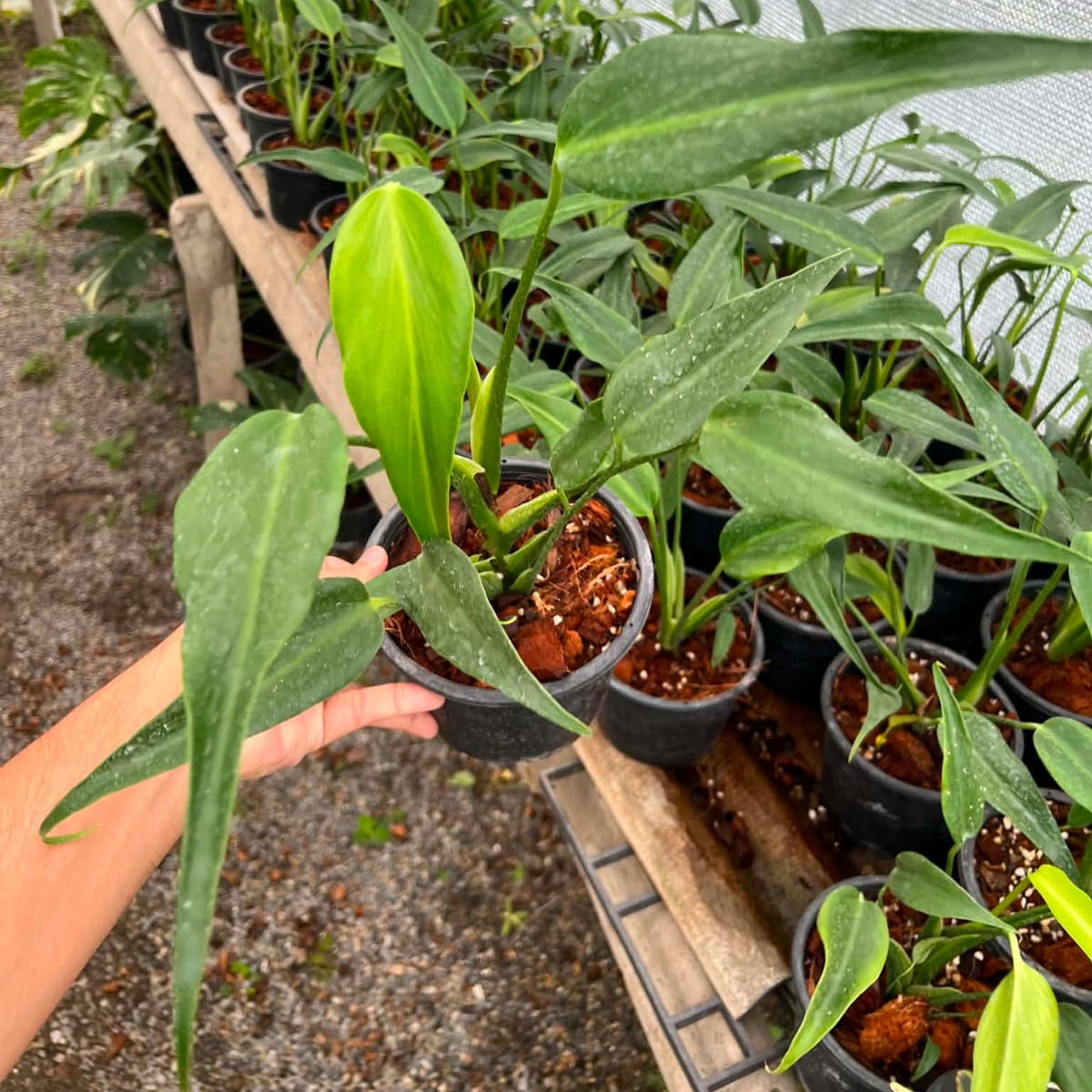 Monstera Burle Marx Flame - Pre Order