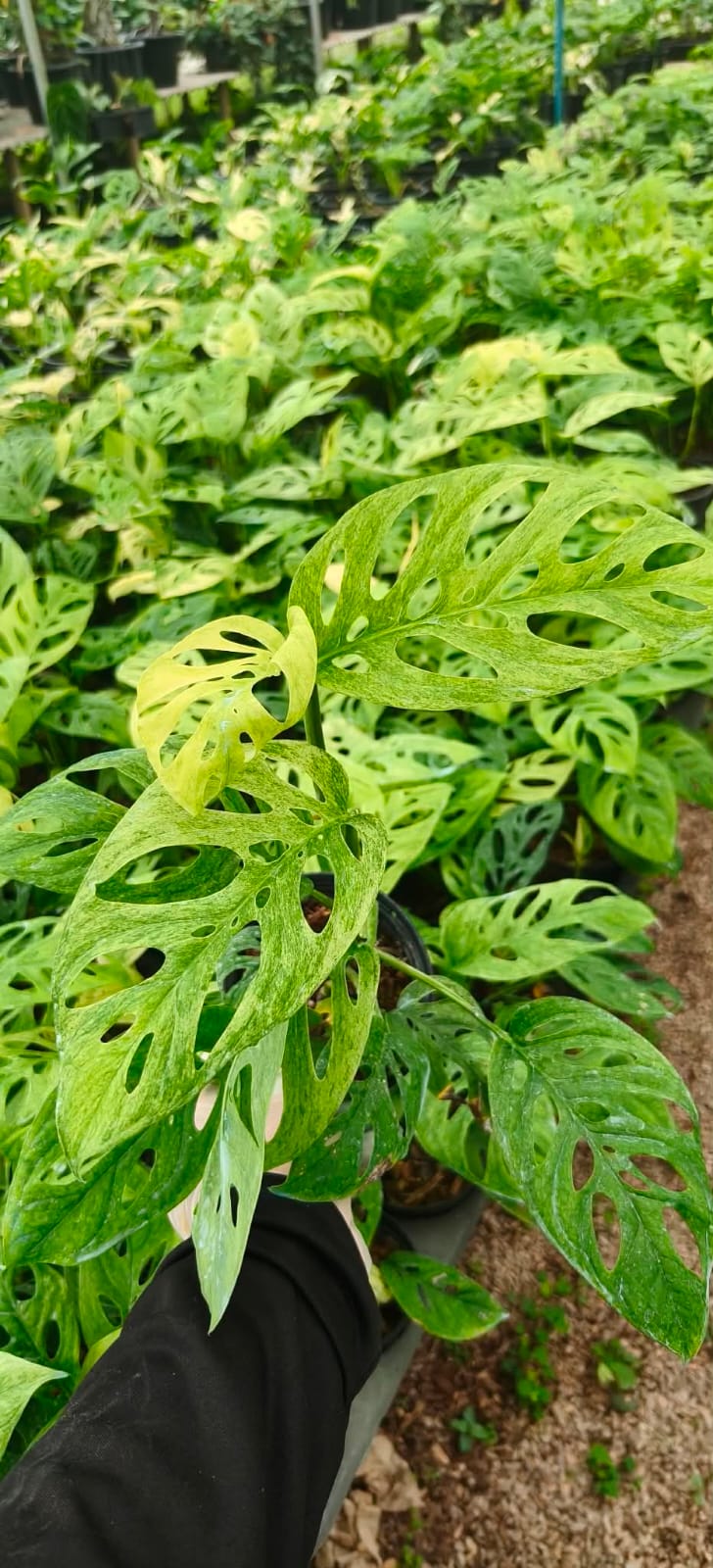 Monstera Acuminata Mint - Pre Order