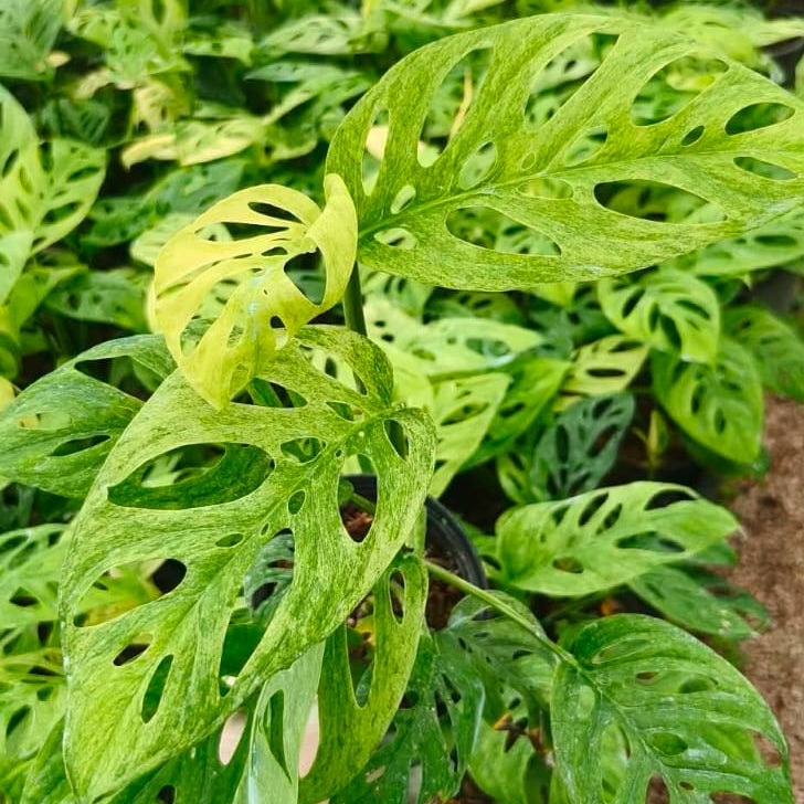Monstera Acuminata Mint - Pre Order