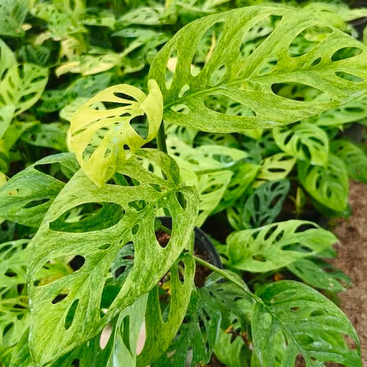 Monstera Acuminata Mint - Pre Order