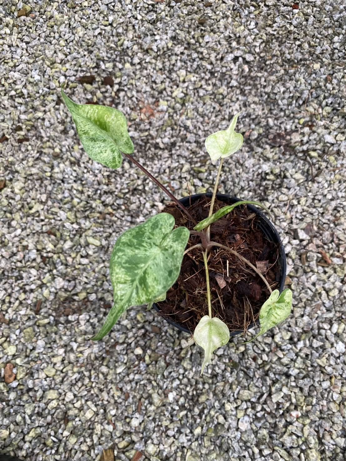 Alocasia Stingray Mint Replaced - Pre Order