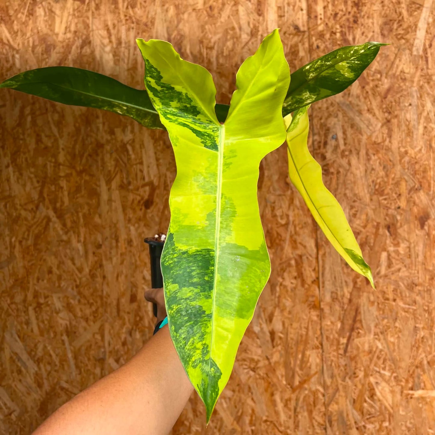 Philodendron (Florida Beauty) x (Billietiae) A - Pre Order