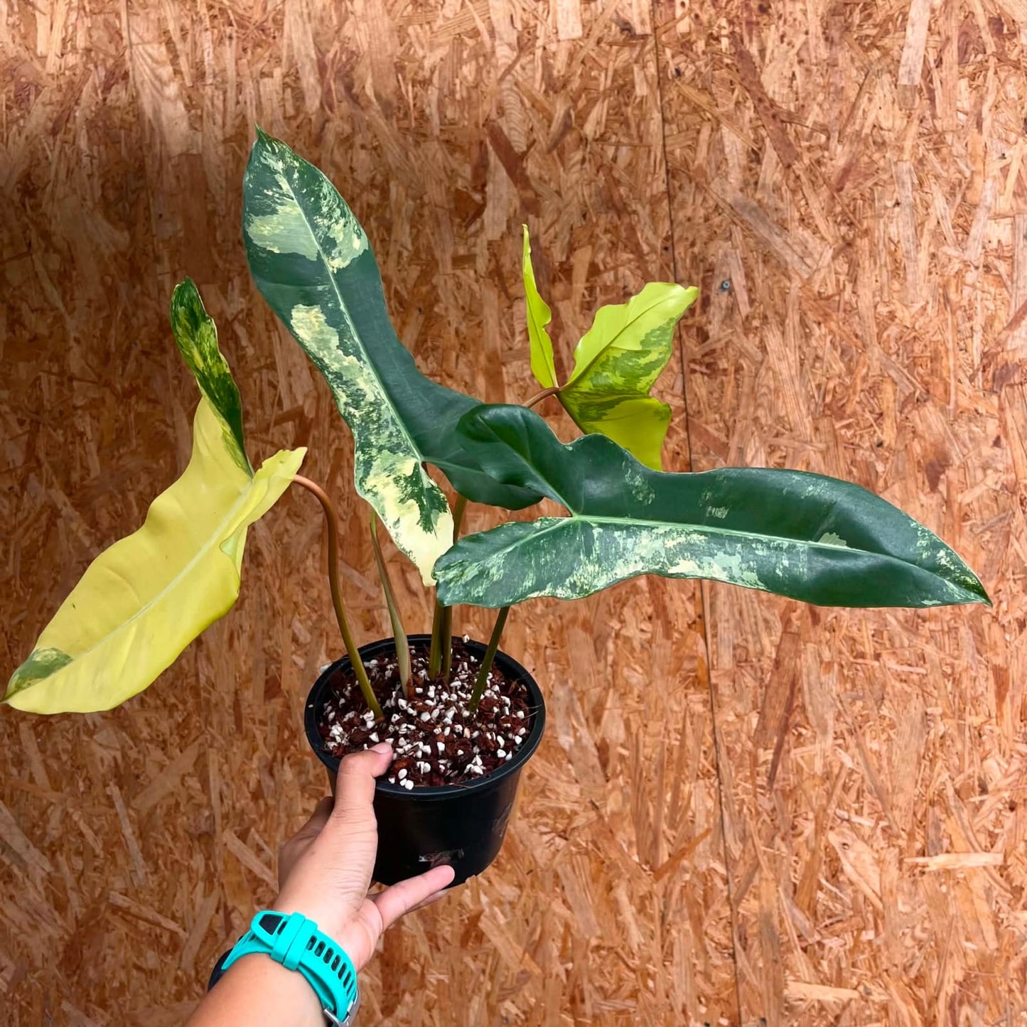 Philodendron (Florida Beauty) x (Billietiae) A - Pre Order