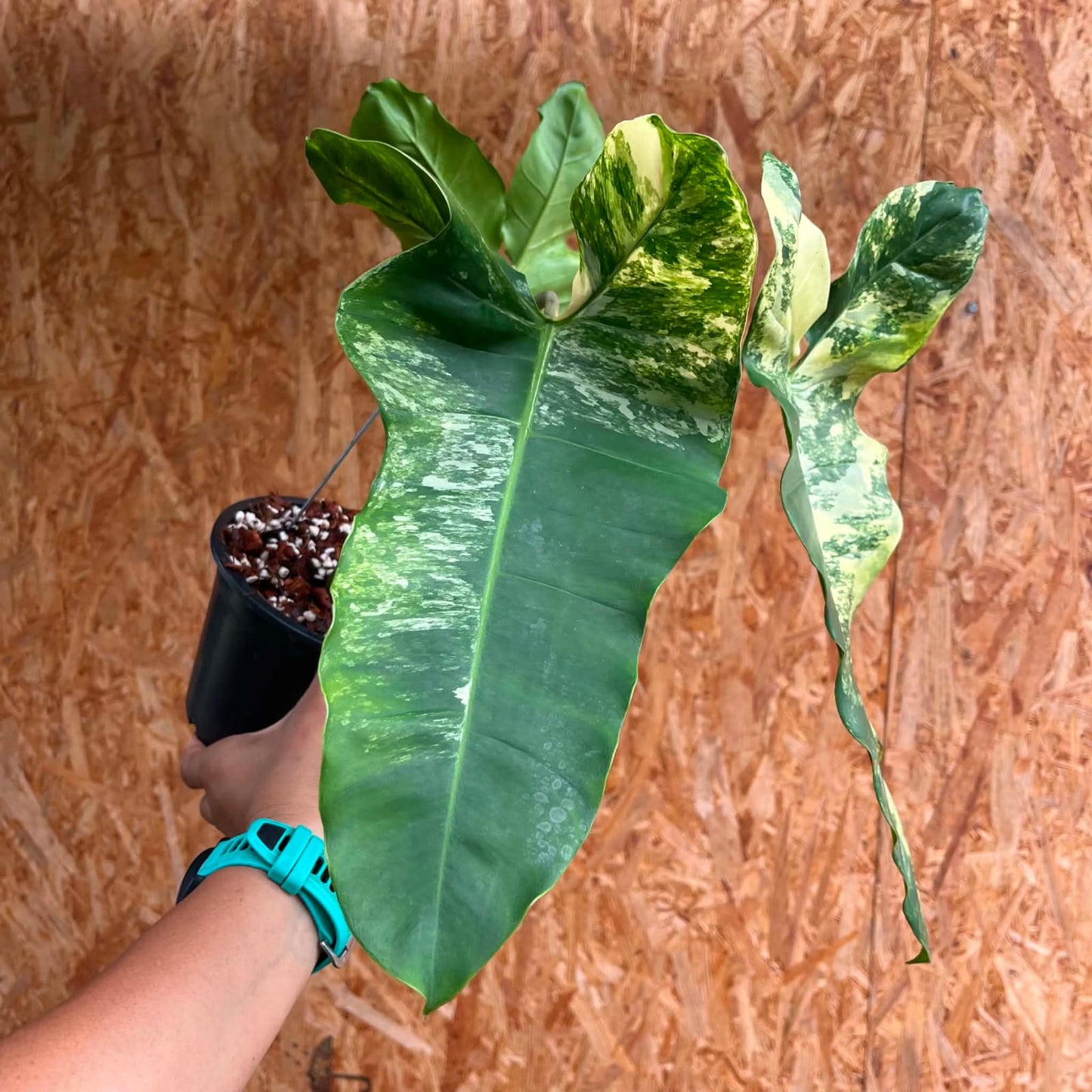 Philodendron (Florida Beauty) x (Billietiae) B - Pre Order
