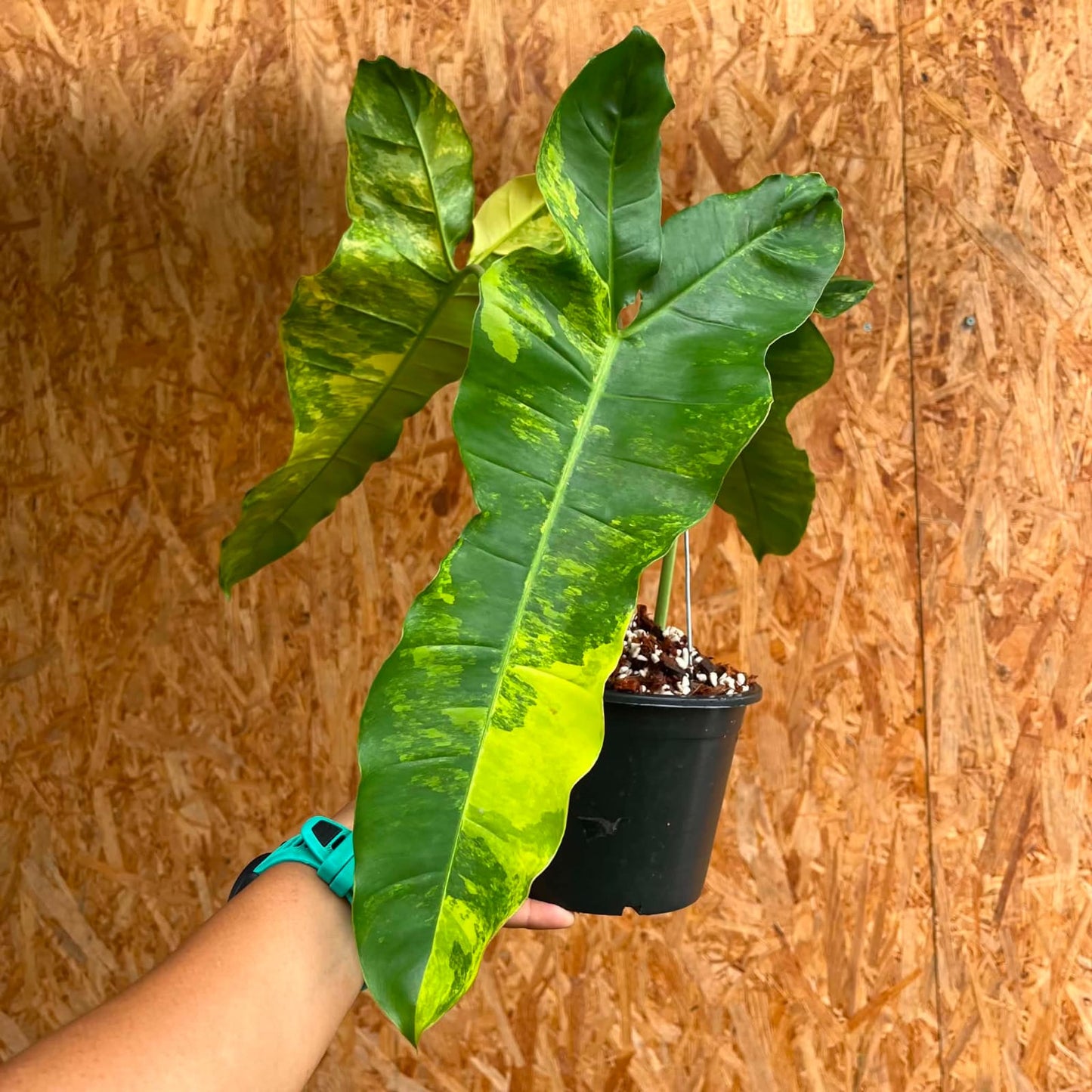 Philodendron (Florida Beauty) x (Billietiae) B - Pre Order