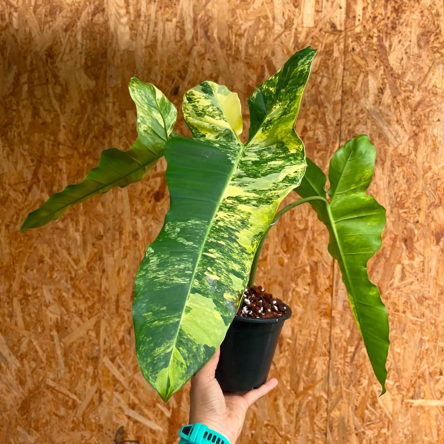 Philodendron (Florida Beauty) x (Billietiae) B - Pre Order