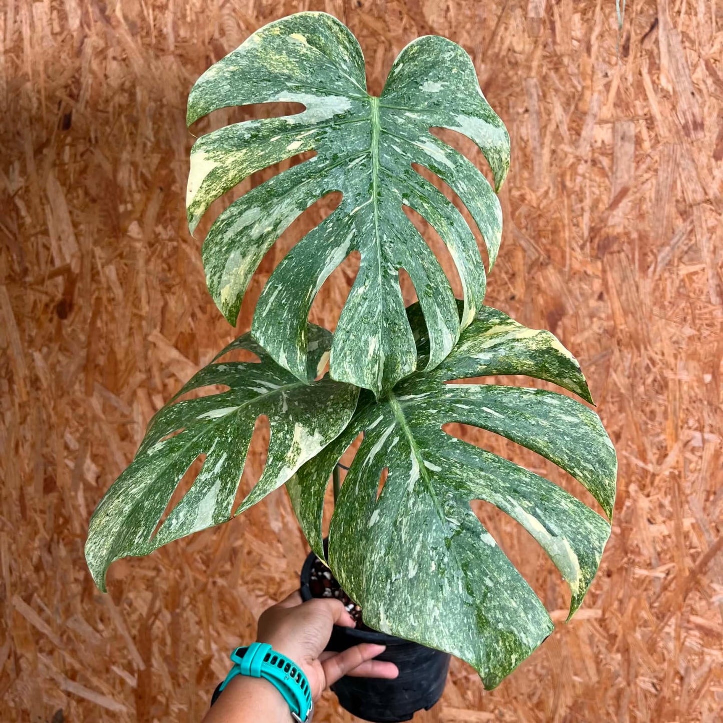 Monstera Green Snow B - Pre Order