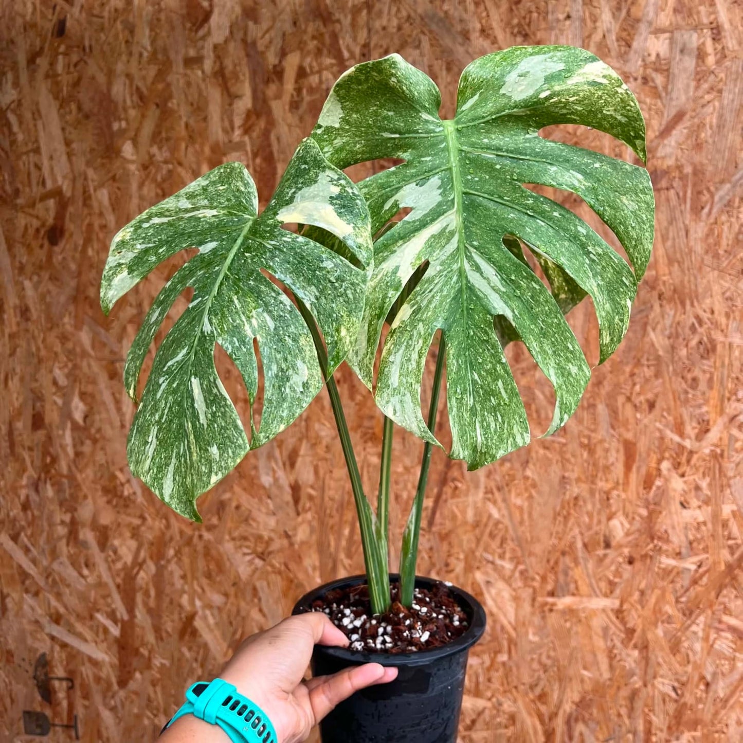Monstera Green Snow A - Pre Order