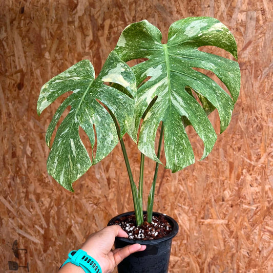 Monstera Green Snow A - Pre Order