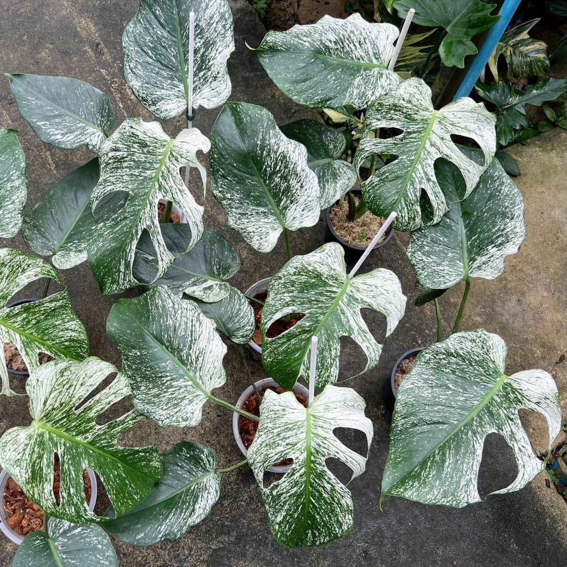 Monstera Devil Monster - Pre Order