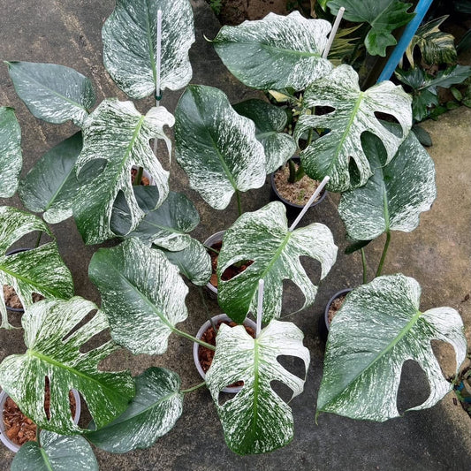 Monstera Devil Monster - Pre Order