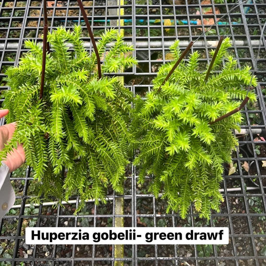 Huperzia Goebelii Green Dwarf - Pre Order