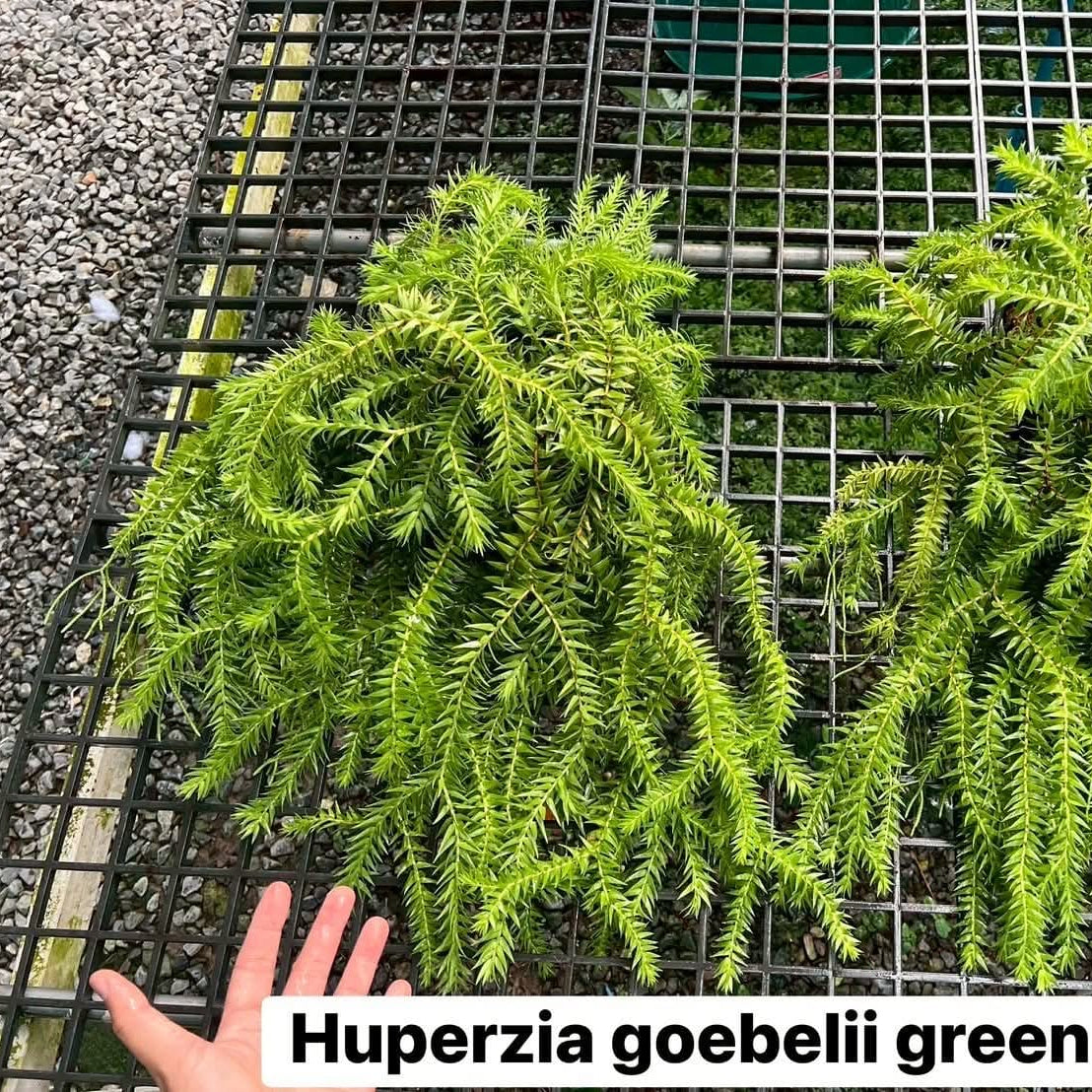 Huperzia Goebelii Green - Pre Order