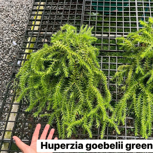 Huperzia Goebelii Green - Pre Order