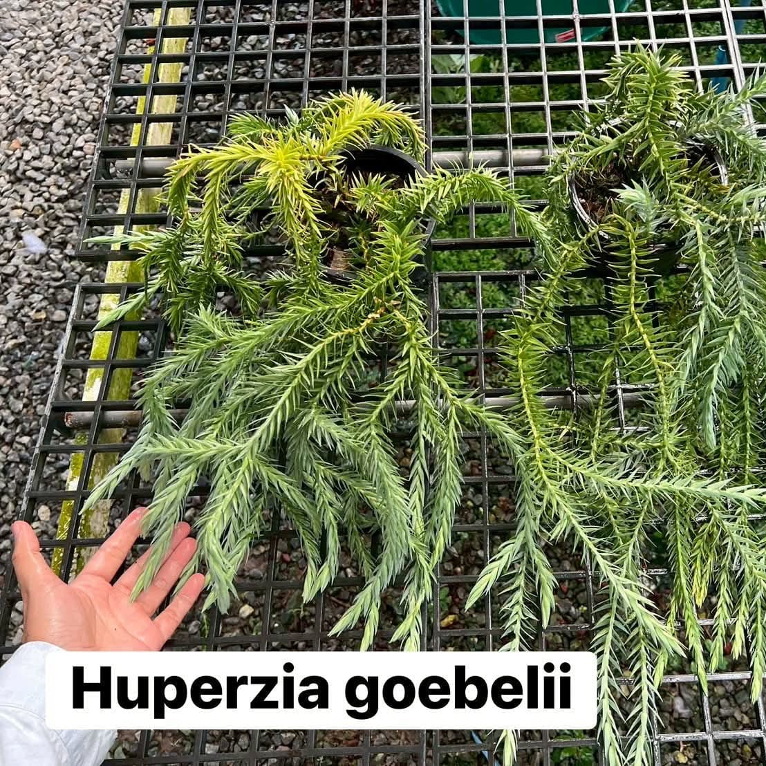 Huperzia Goebelii - Pre Order