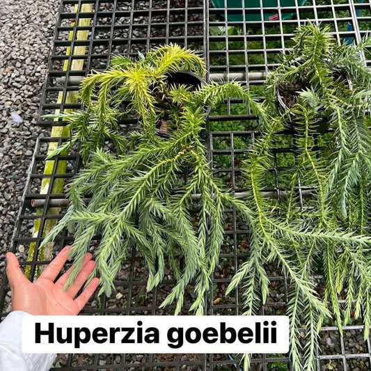 Huperzia Goebelii - Pre Order