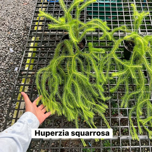 Huperzia Squarrosa - Pre Order