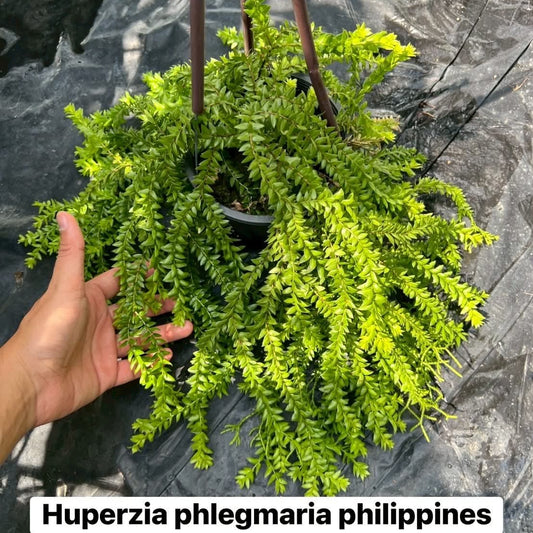 Huperzia Phlegmaria Philippines - Pre Order