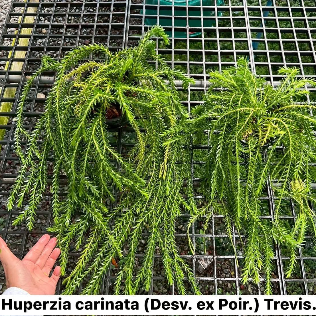 Huperzia Carinata (Desv.ex Poir) Trevis - Pre Order
