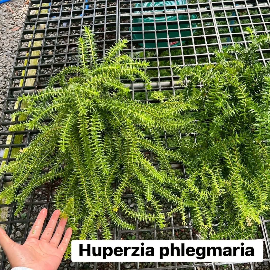 Huperzia Phlegmaria - Pre Order