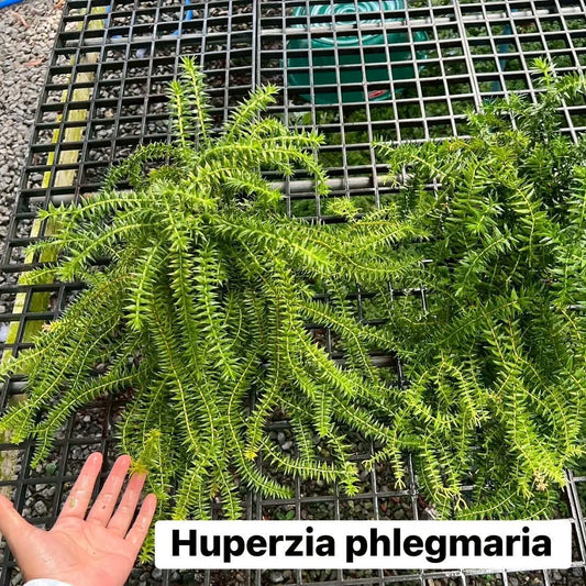 Huperzia Phlegmaria - Pre Order
