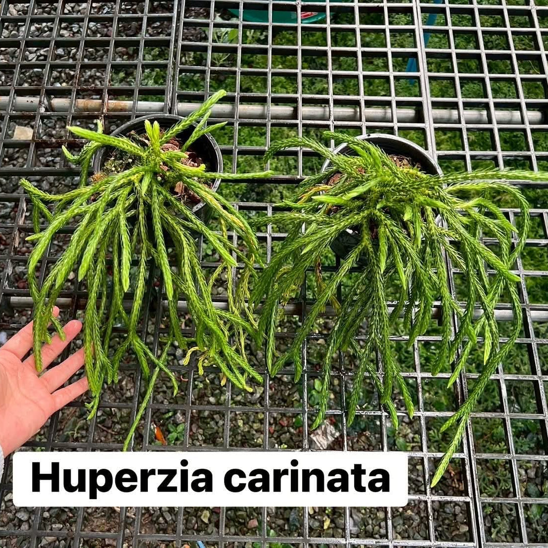 Huperzia Carinata - Pre Order