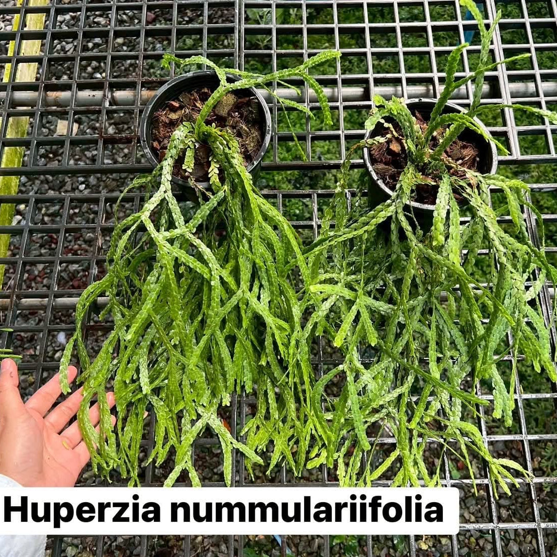 Huperzia Nummulariifolia - Pre Order