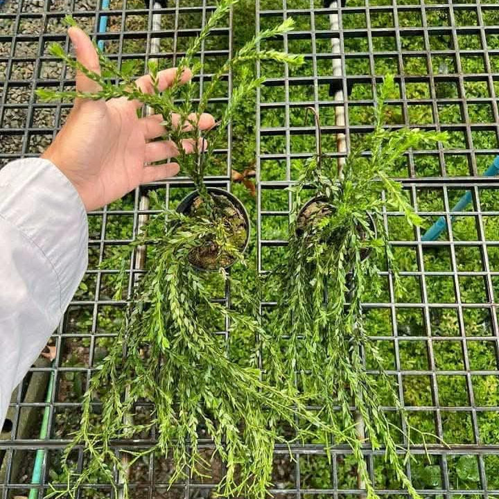Huperzia Nummulariifolia Hybrid (Smaller Size)- Pre Order