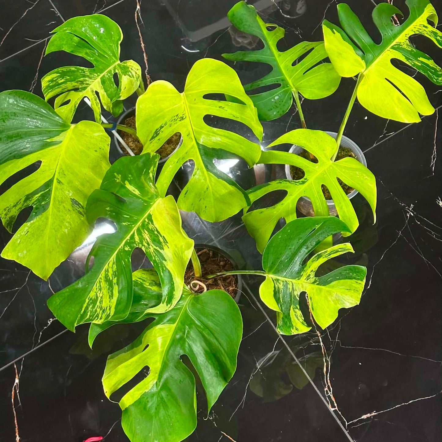 Monstera Light Lime - Pre Order