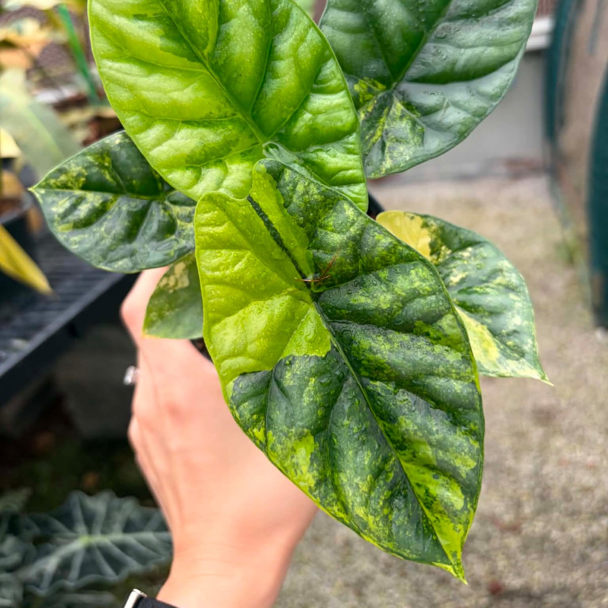 Alocasia Sinuata Aurea - Pre Order