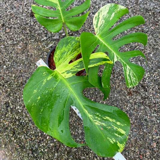 Monstera Light Lime  - Pre Order
