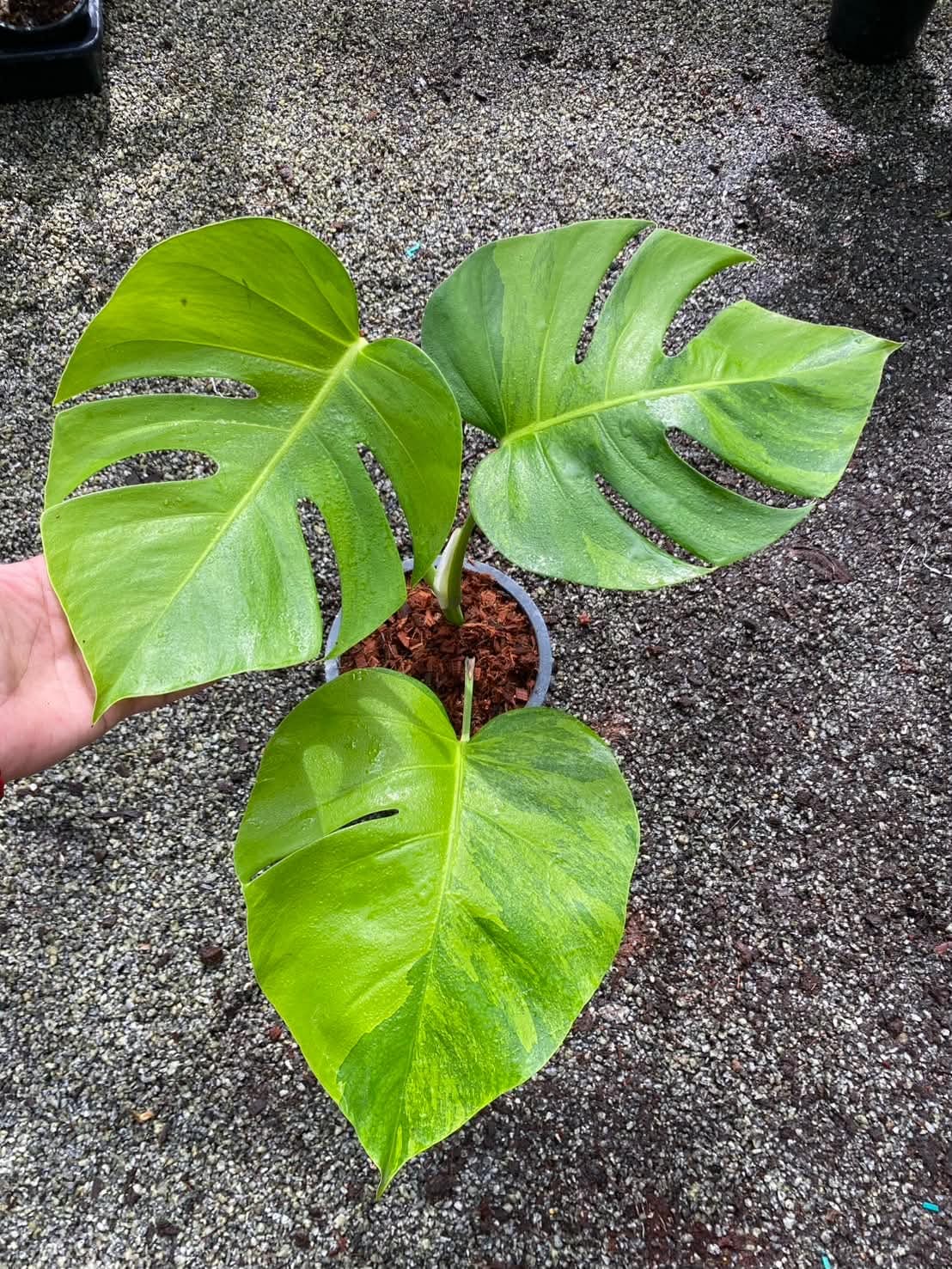 Monstera Borsigiana Green on Green A - Pre Order