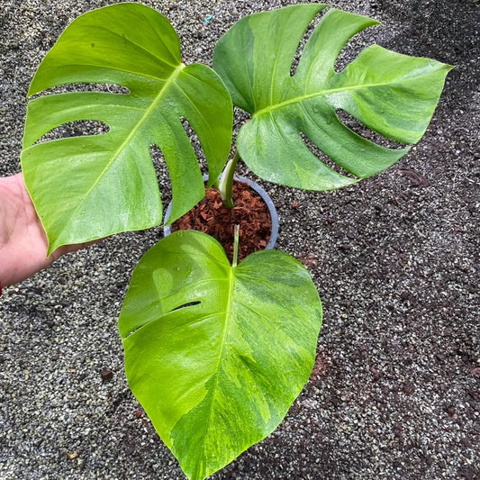 Monstera Borsigiana Green on Green A - Pre Order