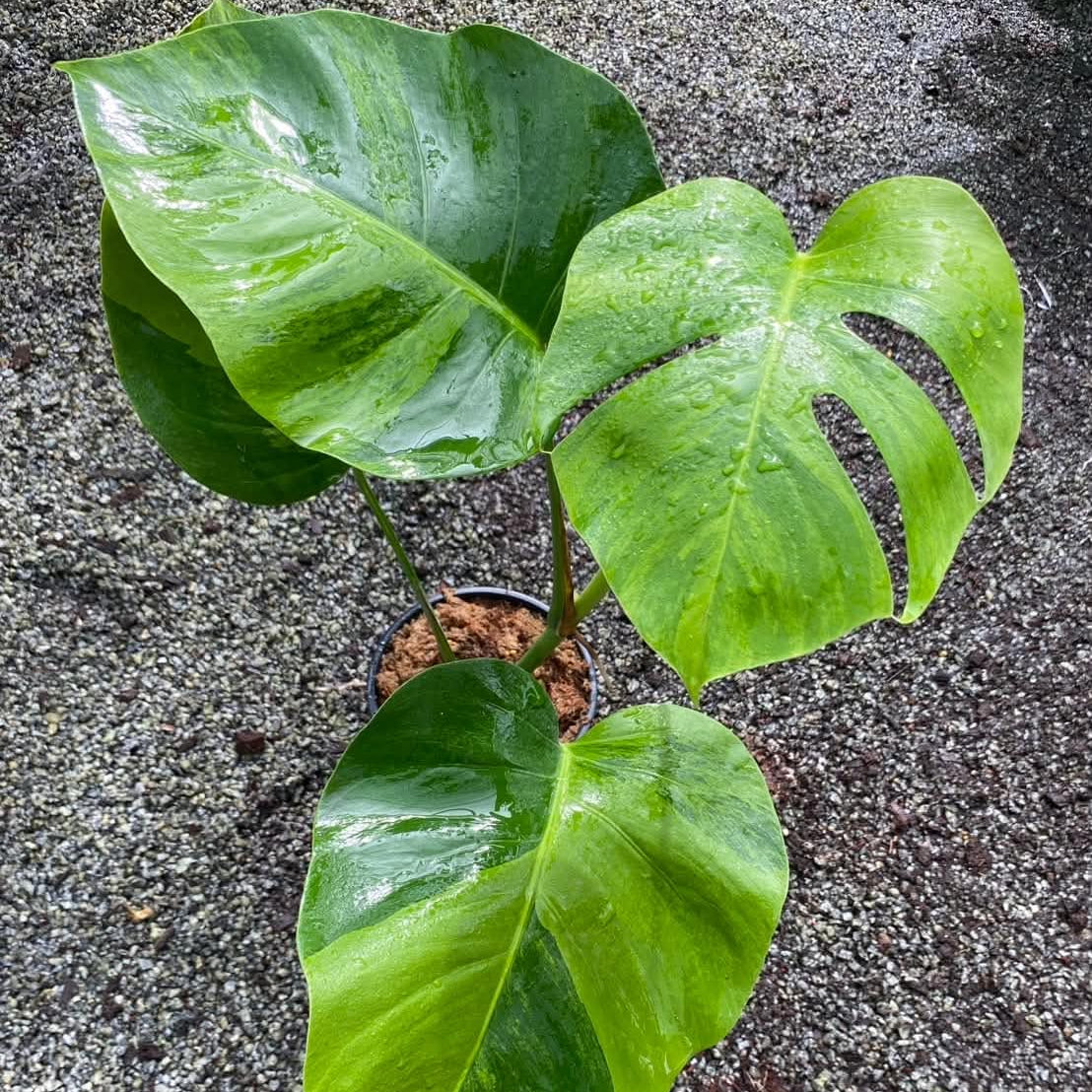 Monstera Borsigiana Green on Green B - Pre Order