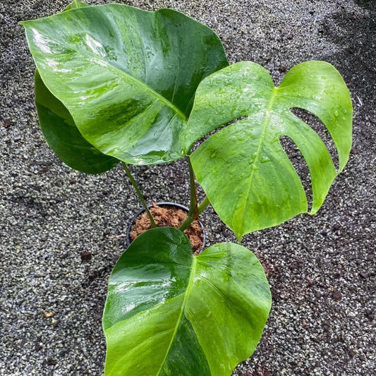 Monstera Borsigiana Green on Green B - Pre Order
