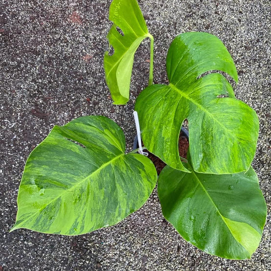 Monstera Borsigiana Green on Green C - Pre Order