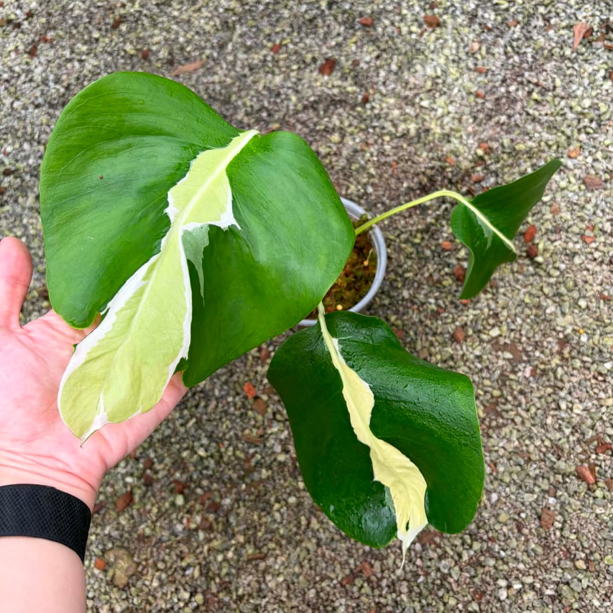 Monstera White Lava - Pre Order