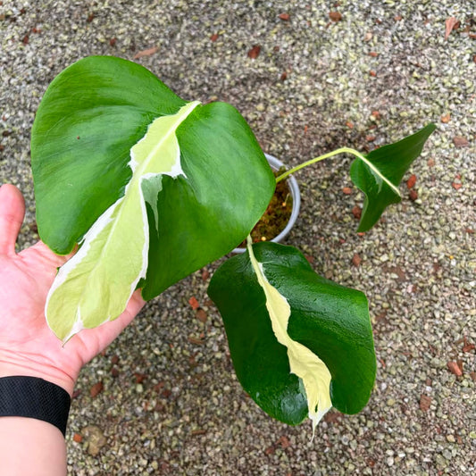 Monstera White Lava - Pre Order