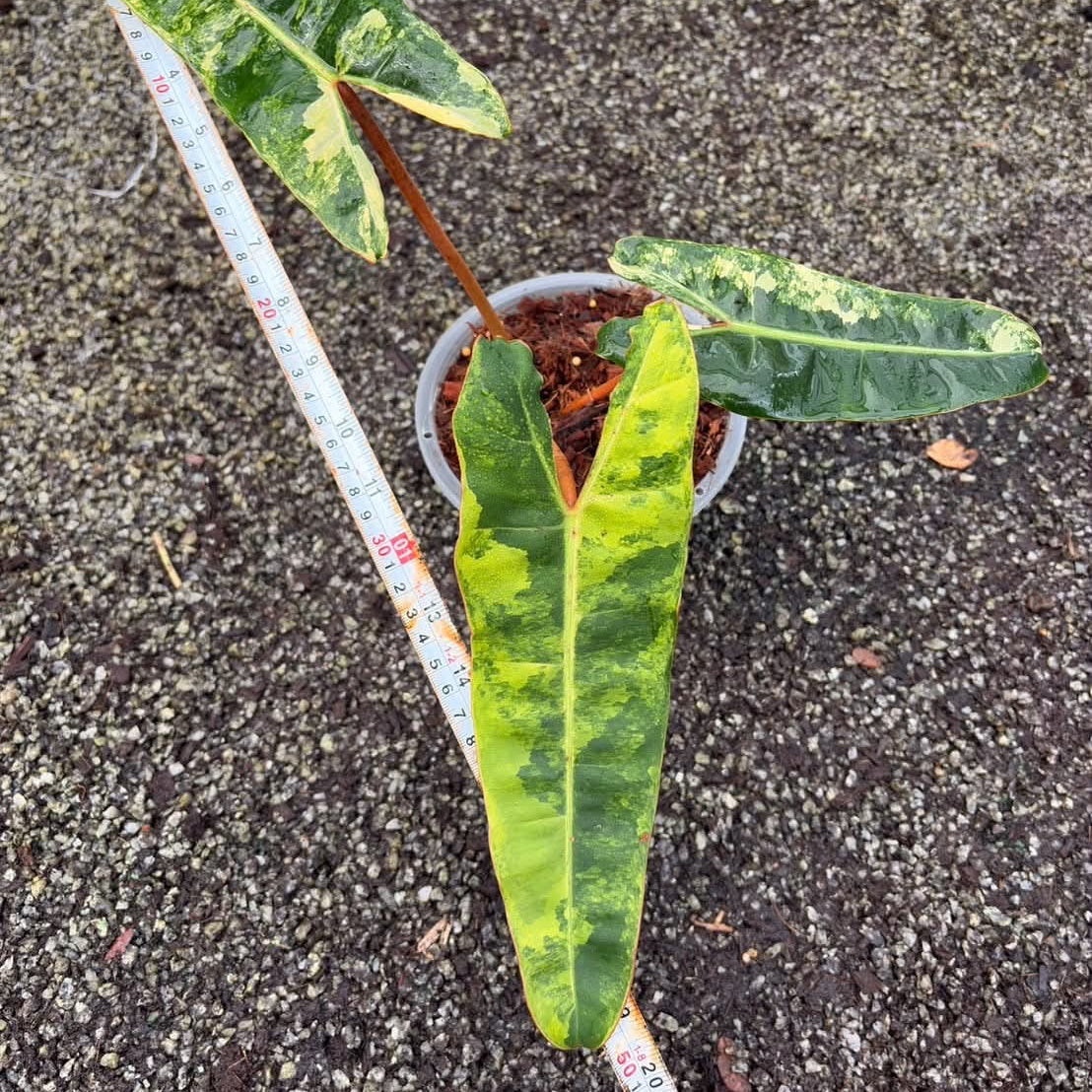 Philodendron Billietiae Variegated - Pre Order