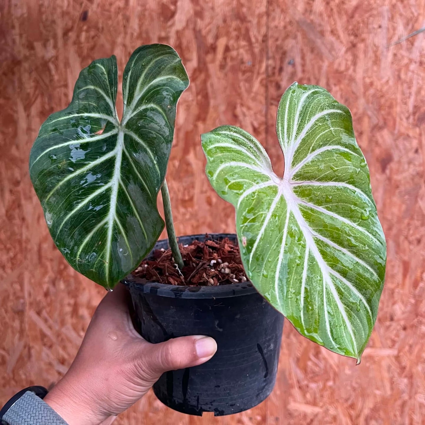 Philodendron Gloriosum White Vein Pink Back A- Pre Order