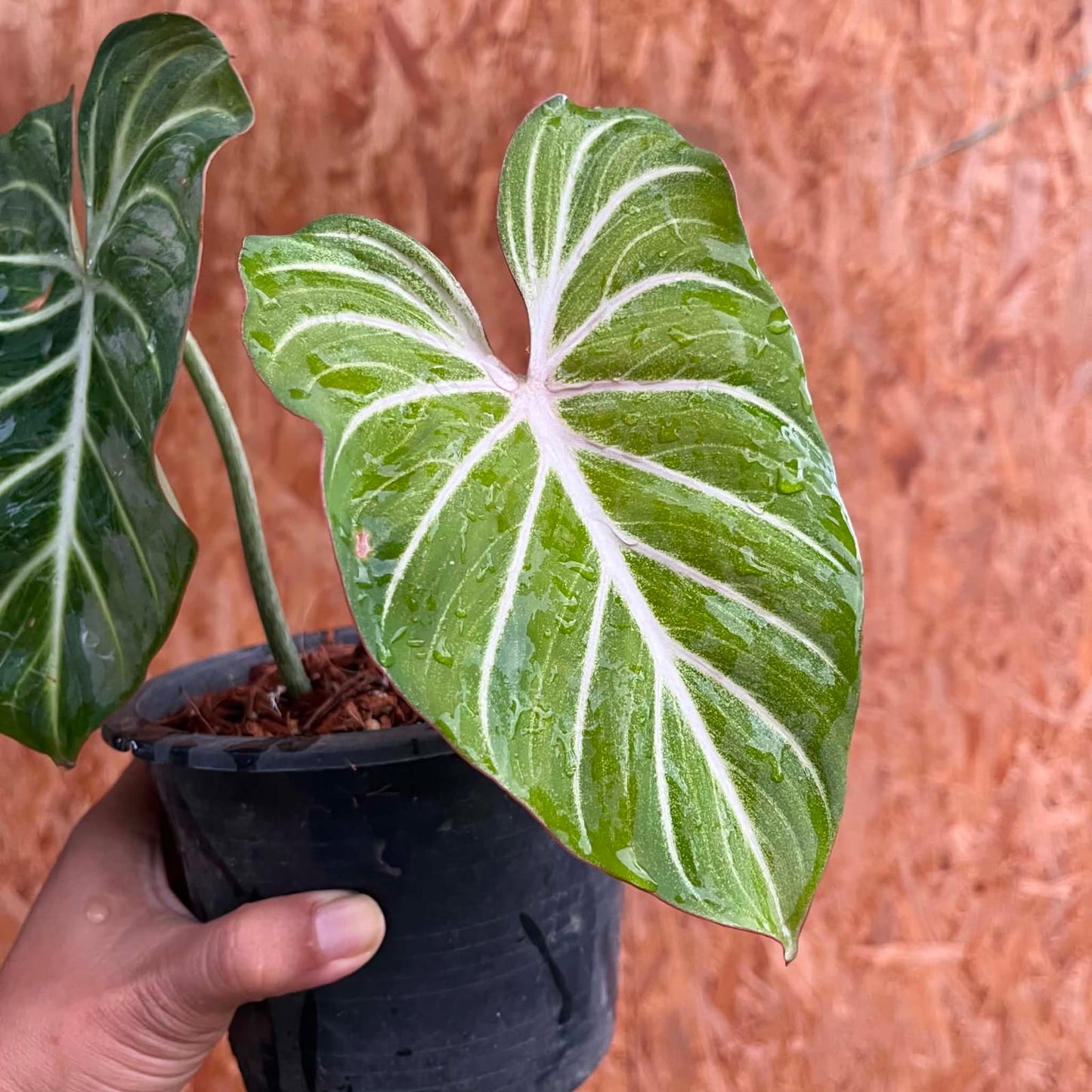 Philodendron Gloriosum White Vein Pink Back A- Pre Order