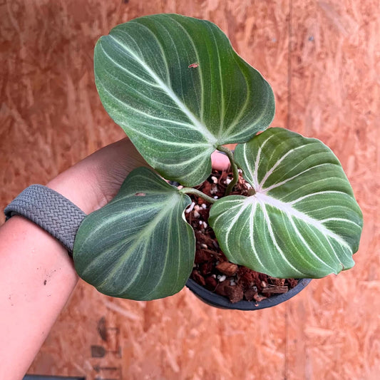 Philodendron Gloriosum White Vein Pink Back B - Pre Order