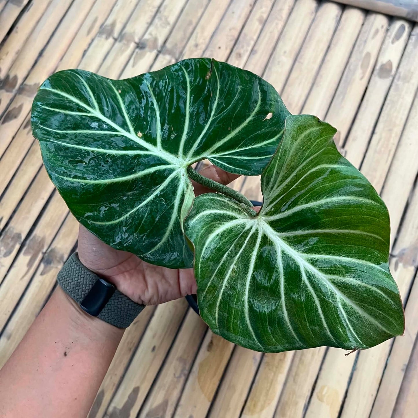 Philodendron Gloriosum White Vein Pink Back C - Pre Order