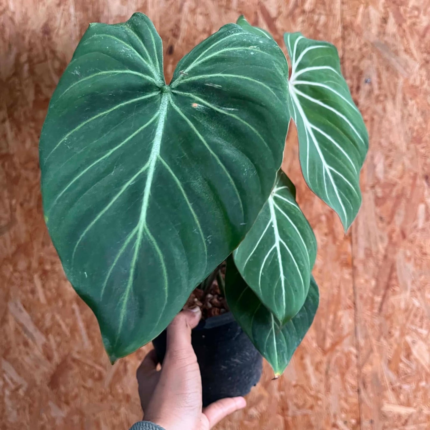 Philodendron Gloriosum Silver - Pre Order