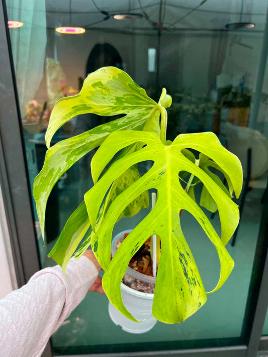 Monstera Light Lime - Pre Order