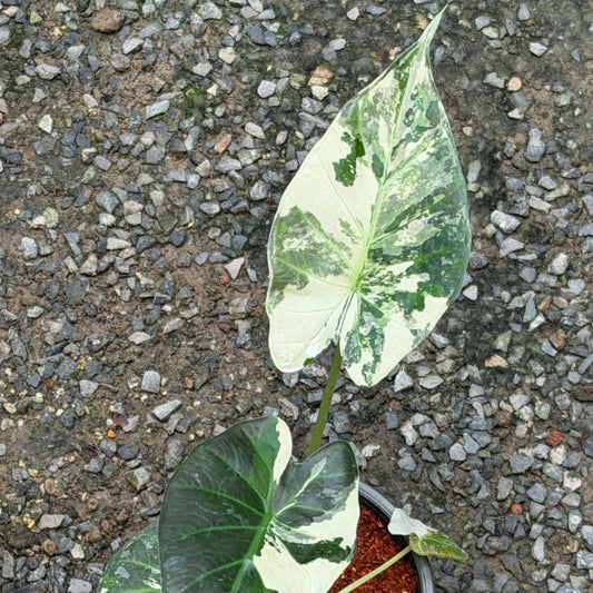 Alocasia Regal Shield Albo - Pre Order